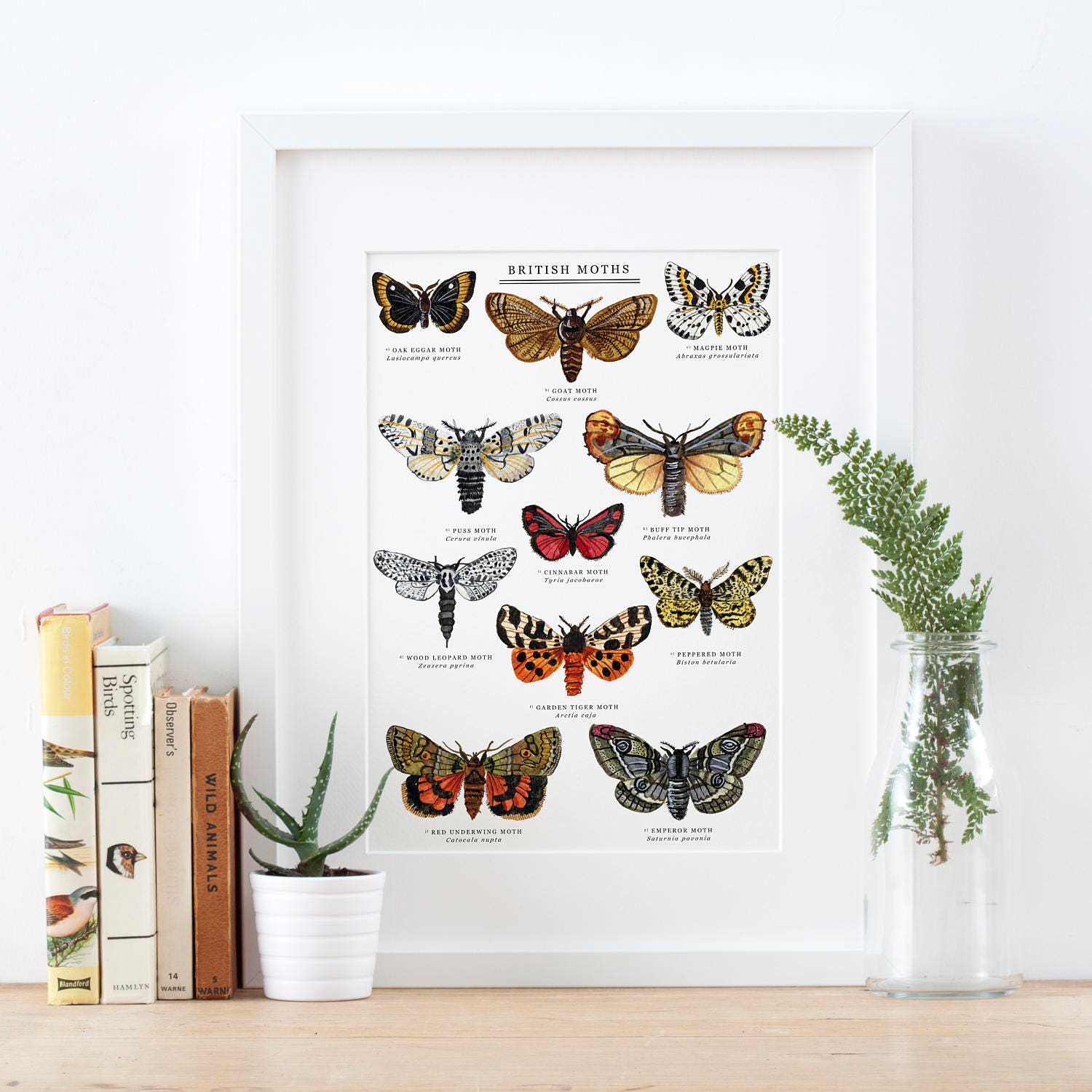 British Moths Giclée Print Illustrated Giclée Print Moth | Etsy UK