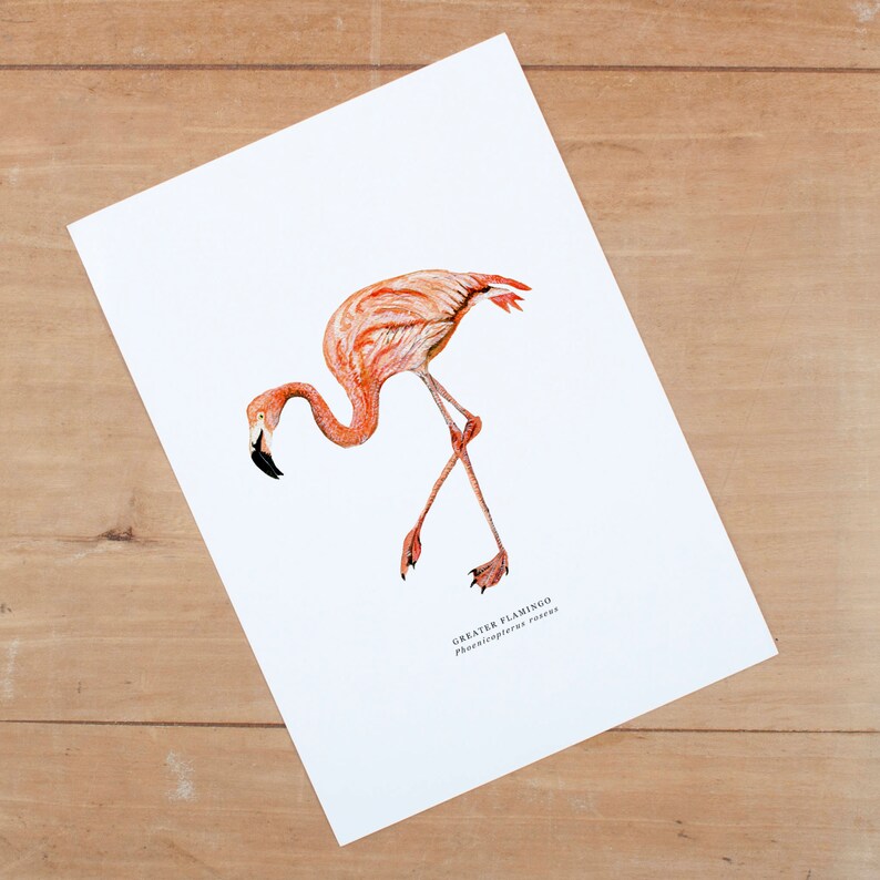 Flamingo Illustrated Giclée Print Giclée Print Nature Print Wildlife Painting Botanical Print Tropical Bird Bird 18 x 24 cm image 6