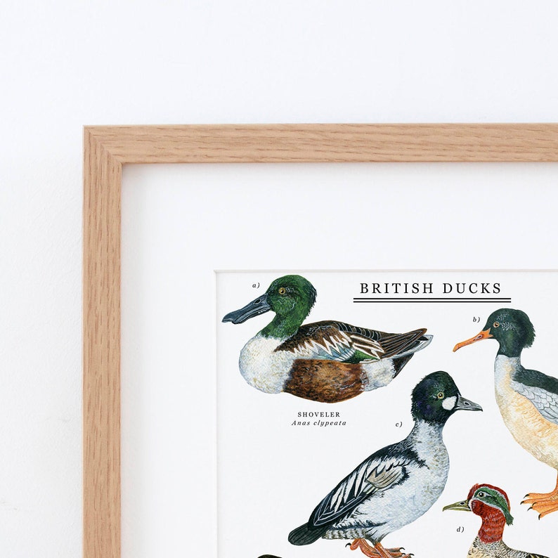 British Duck Print Duck Illustration Duck Painting Duck Print British Nature Print Duck Giclée Print 30x40cm image 4