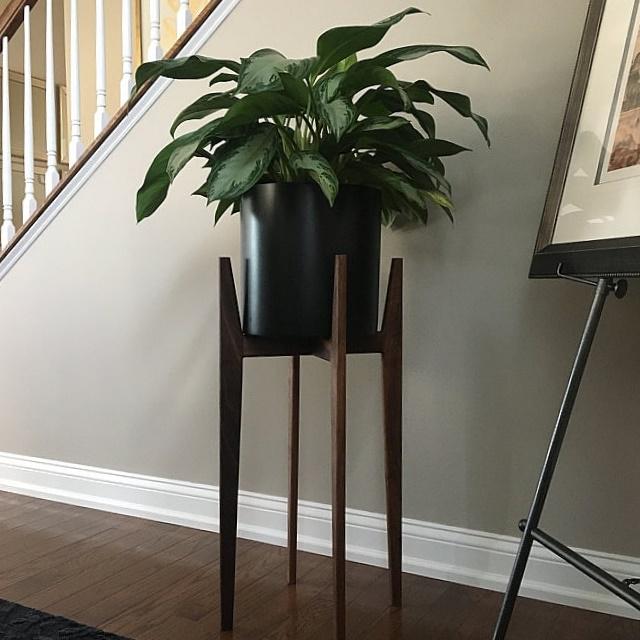 monstera variegated for sale Monstera Aurea Variegated: Buy Plant Online In India – Growcerys main image 0