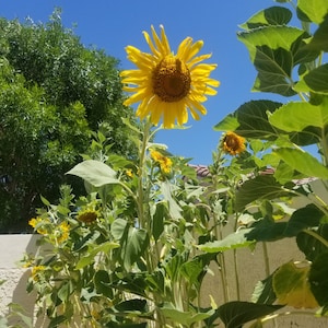 Giant sunflower seeds for growing