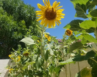 May include: A bright yellow sunflower in full bloom with a green stem and leaves. The sunflower is surrounded by other sunflowers in various stages of growth.