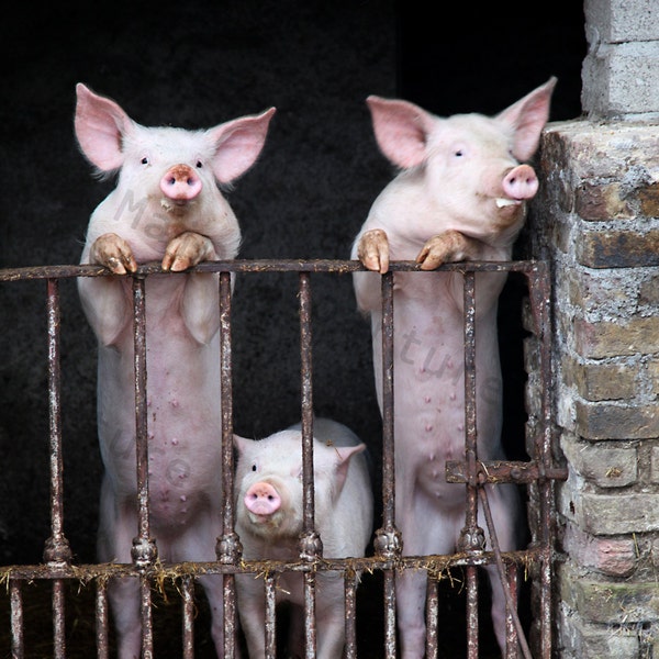 Three Little Irish Pigs - Fine Art Photograph. Travel Photography, Dublin, Ireland, Farm, Animal Photography, Major Departure BEST SELLER!!