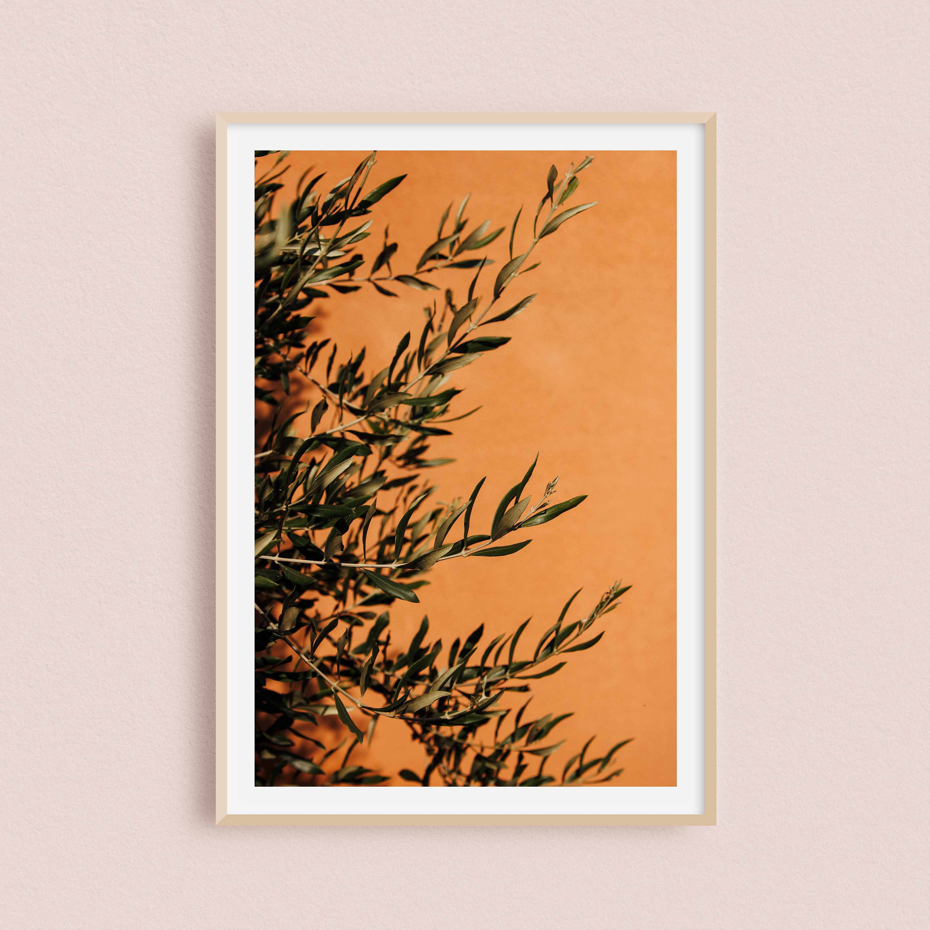 Impression Photo et Toile de Branches d'un Olivier Dans Le Village Roussillon Sud La France