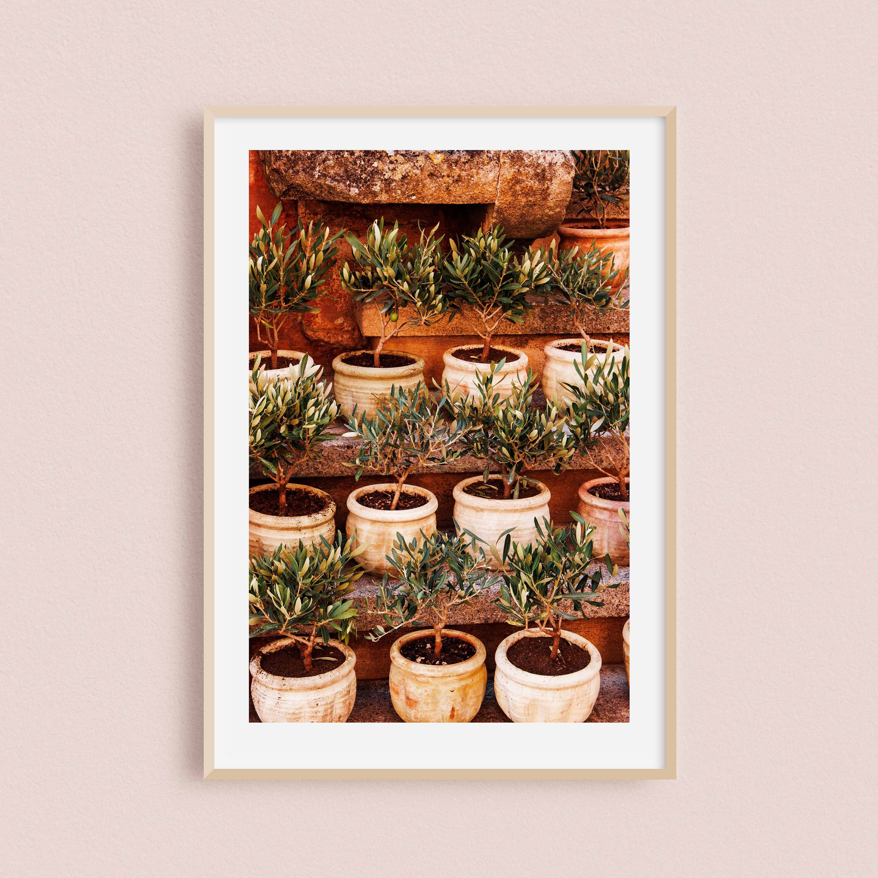 Impression Photo et Toile de Minis Oliviers Dans Le Village Roussillon Sud La France