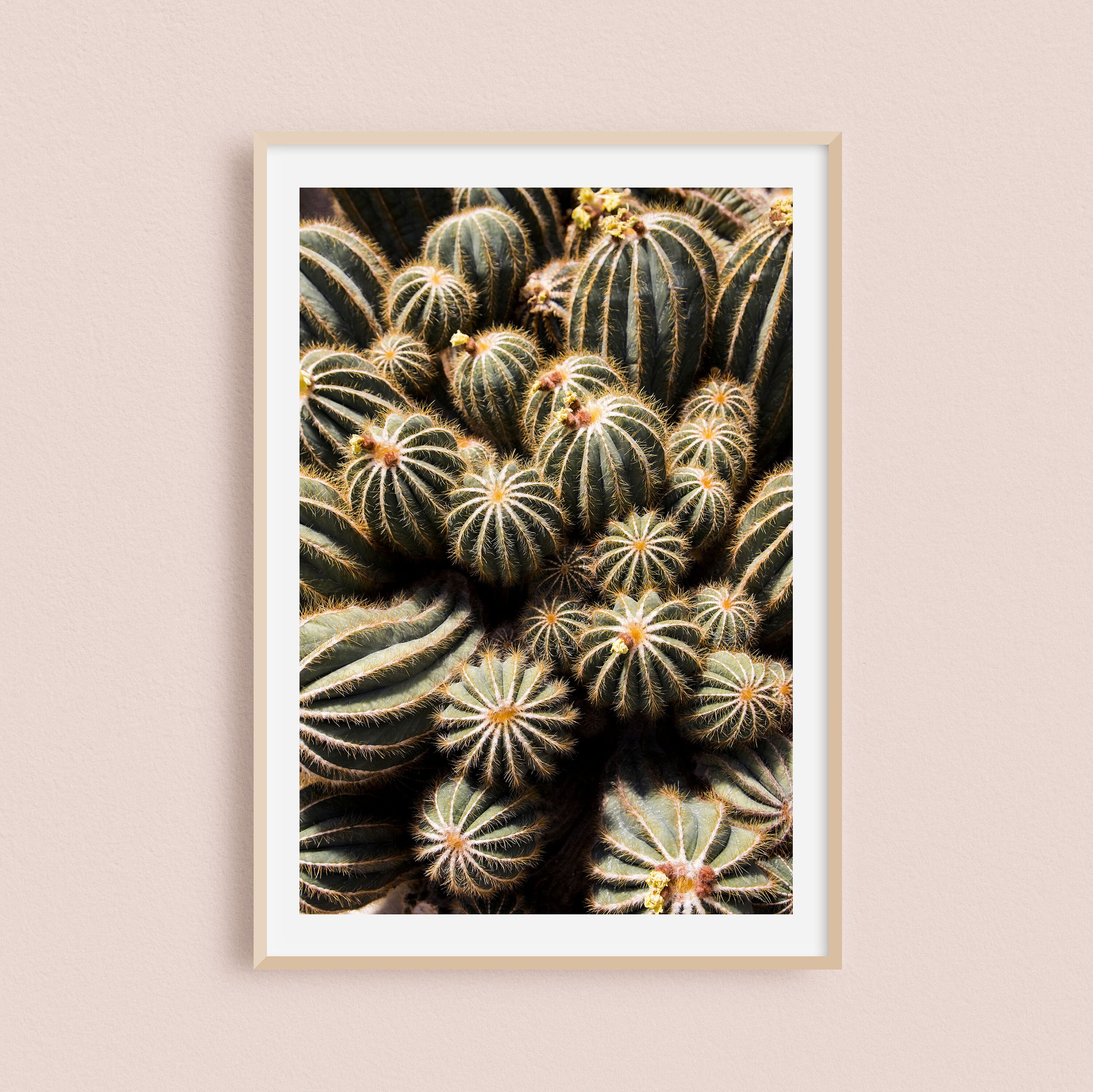 Impression Photo et Toile Cactus, Botanique