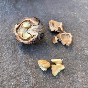 Black Walnuts in Hull