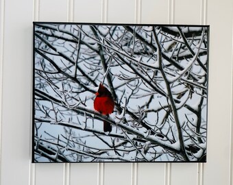 Cardinal Gifts, Red Cardinal, Bird Wall Art, Winter Wall Decor, Nature Lover Gift, Bird Lover Gift,