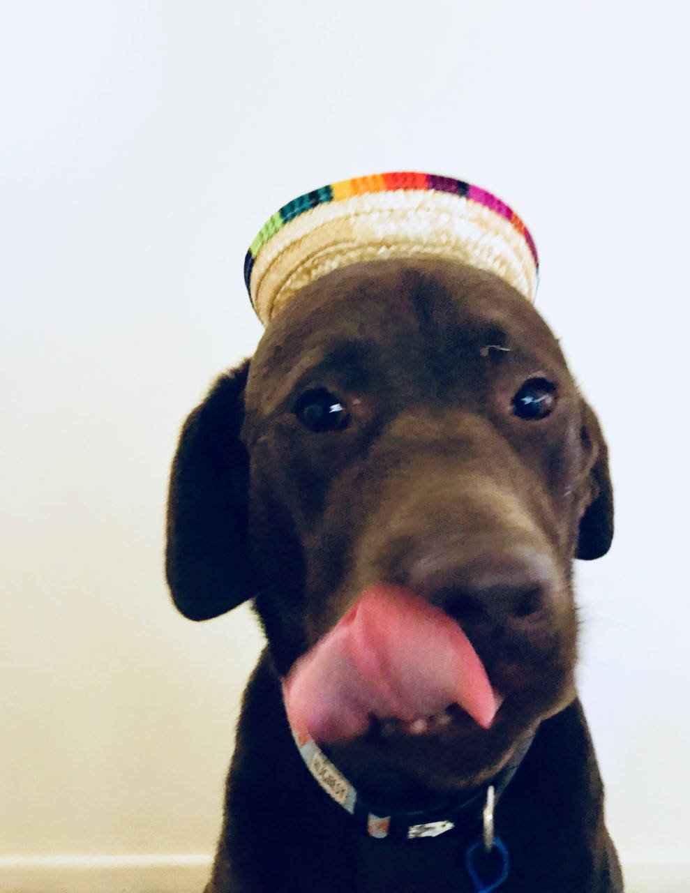 mini dog sombrero