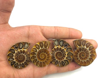 Natural Old Fossil Ammonite Sliced Ammonite Polish Ammonite  Fossil Opalescent Fossil Speciman opalized Ammonite