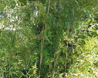 Fast Growing Black Bamboo