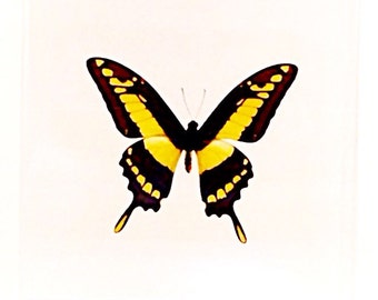 Real Butterfly, Monarch Butterfly Co, Swallowtail Butterfly,Yellow and Black Butterfly, Home Wall Decor, Modern Home Decor, Rare Butterflies