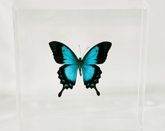 Real Butterfly, Monarch Butterfly Company, Home Wall Decor, Modern Home Decor, Framed Wall Art, Wall Decor, Rare Butterflies, Blue Butterfly