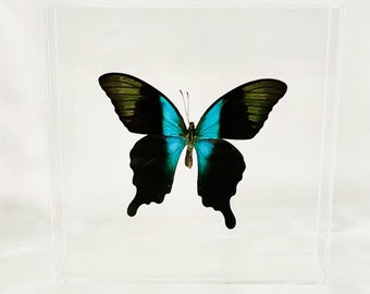 Real Butterfly, Monarch Butterfly Co, Home Wall Decor, Modern Home Decor, Contemporary Art, Wall Decor, Rare Butterflies, Green Butterfly