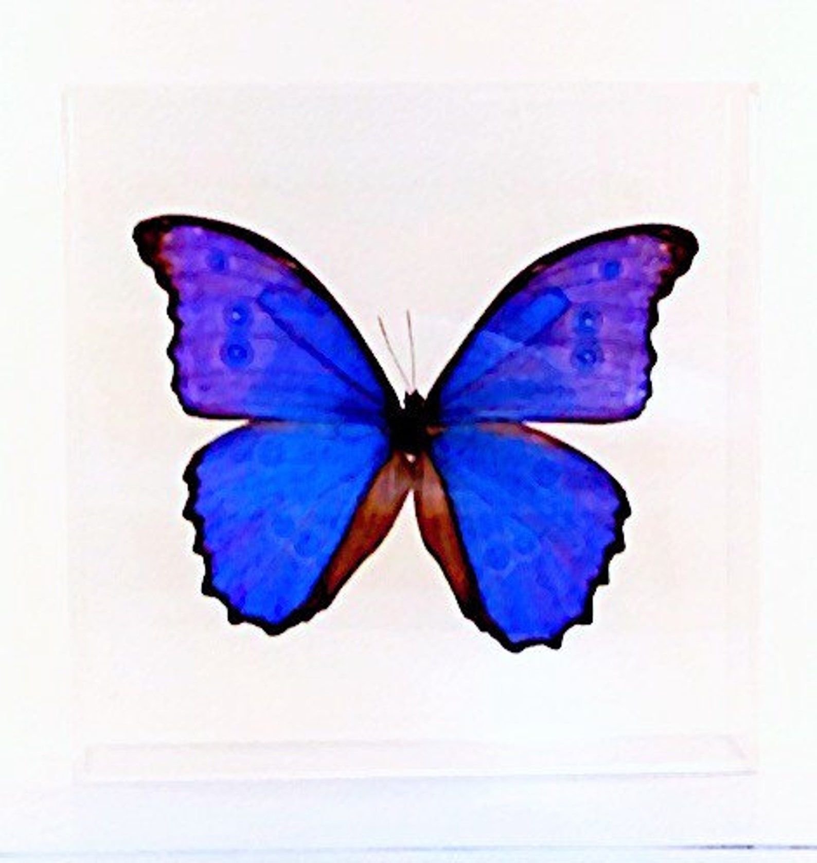 Real Peruvian Morpho Didius Butterfly in a Clear 7 X - Etsy