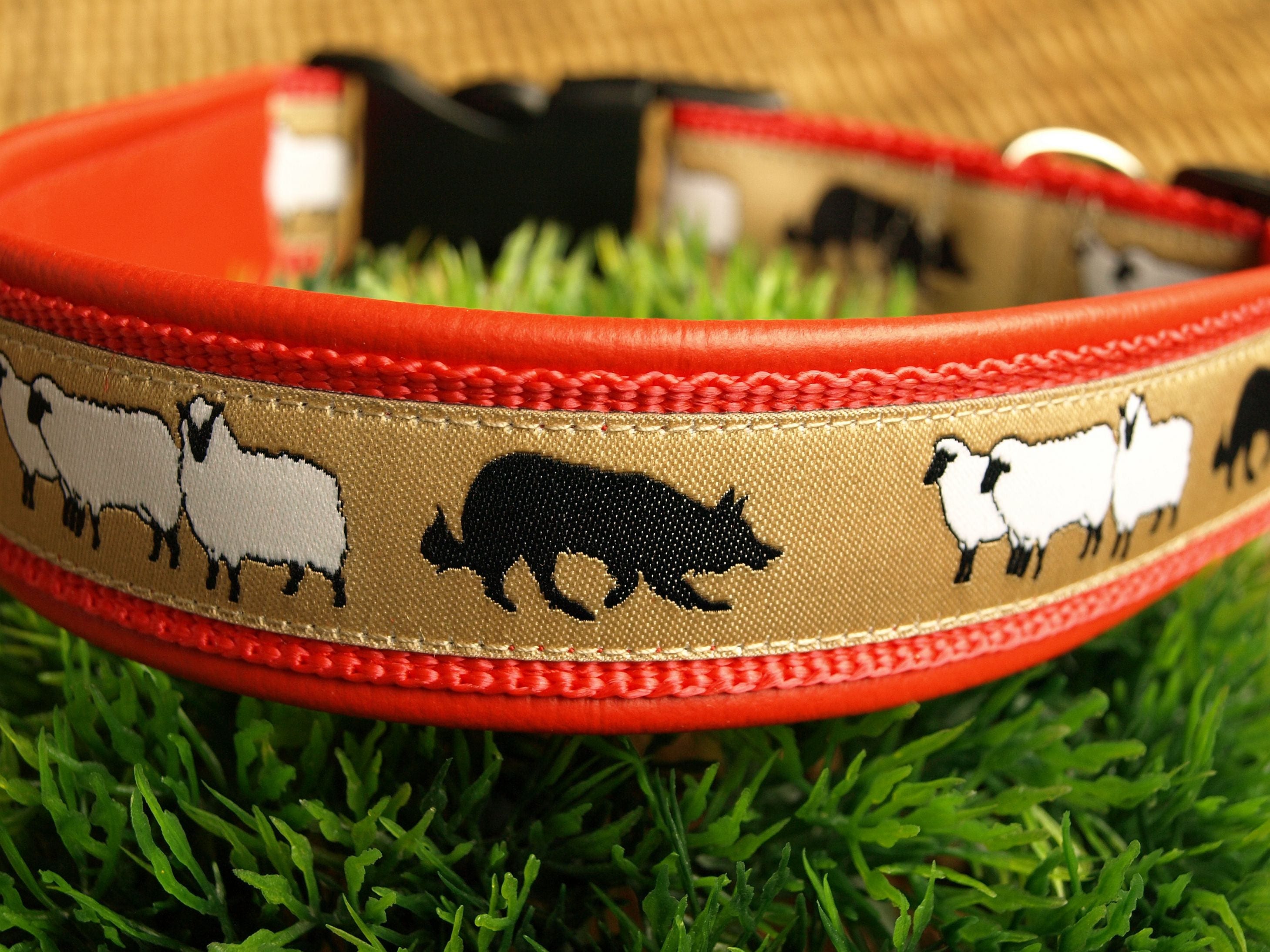 Dog Collar Border Collie padded with leather or neoprene Etsy