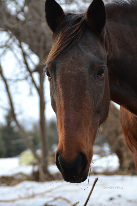 Brown Horse Photo Animal Wall Art Photo Of Horses Face Etsy