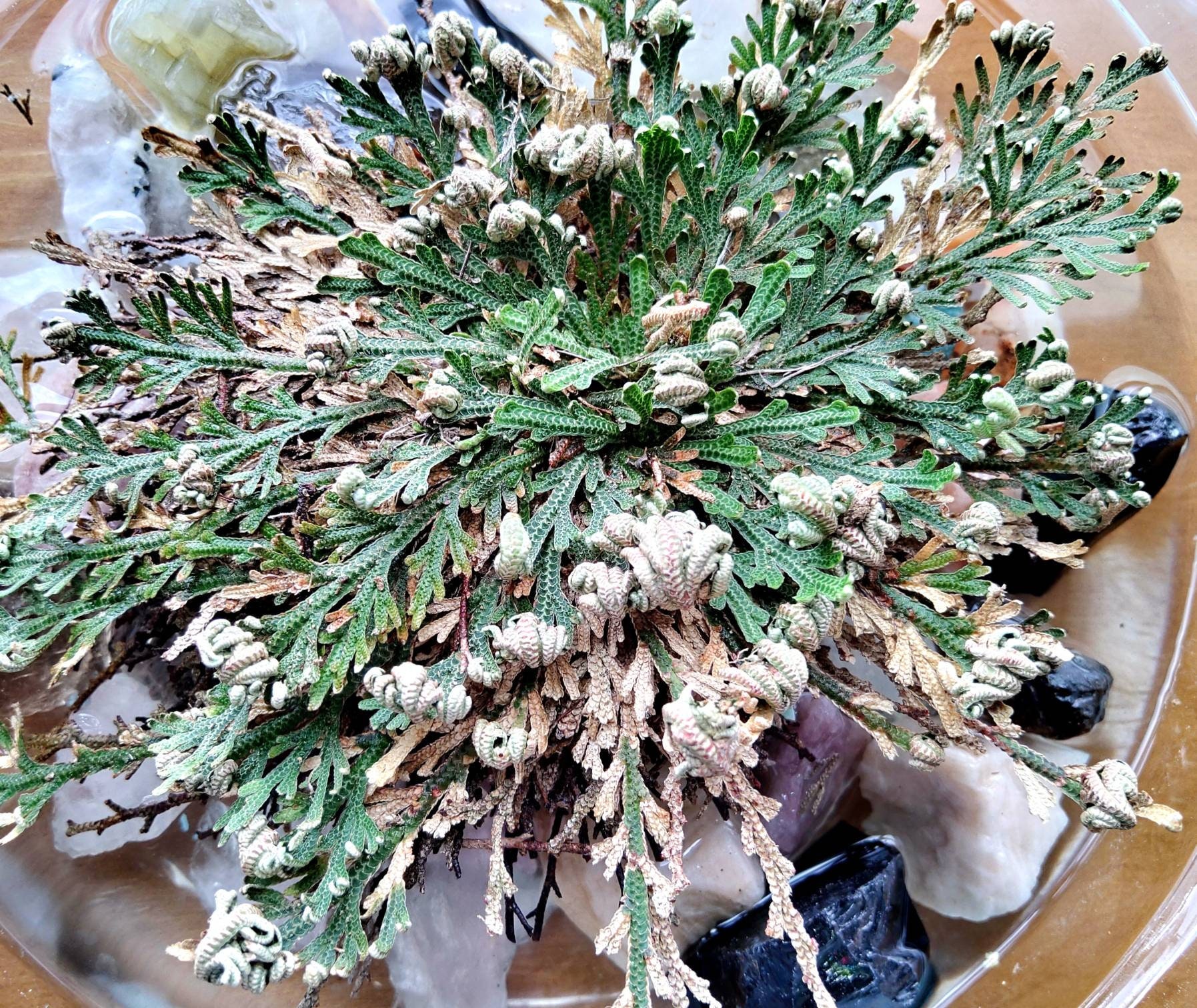 Rose of Jericho - Resurrection Flower - Fern - Selaginella ...