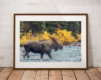 Bull Moose in River Photograph, Fine Art Print, Cottage Decor, Moose Wall Art, Canadian Wildlife Print, Moose Photography, Canvas & Metal