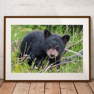 Black Bear Cub Photograph, Fine Art Print, Cottage Cabin Decor, Bear Wall Art, Canadian Wildlife Print, Bear Photography, Canvas & Metal