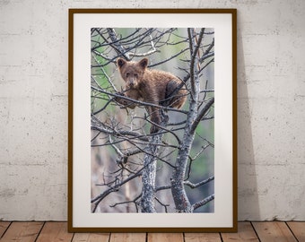 Bear Cub in Tree Photograph, Fine Art Print, Cottage Cabin Decor, Bear Wall Art, Canadian Wildlife Print, Nature Photography, Canvas & Metal