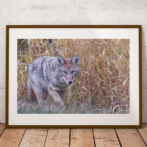 Photographie de coyote : impression d&#39;art de la faune canadienne