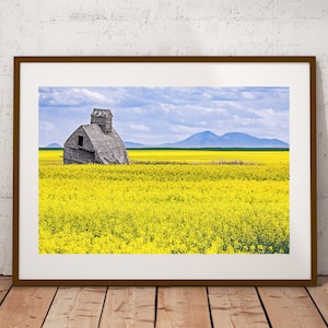 Barn in Canola Photograph, Fine Art Print, Farmhouse Country Décor, Rustic Wall Art, Rural Abandoned Prairie Photography, Canvas & Metal