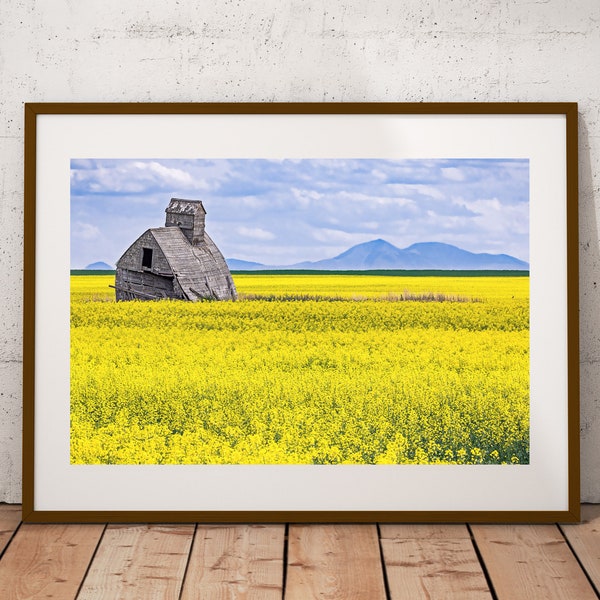 Barn in Canola Photograph, Fine Art Print, Farmhouse Country Décor, Rustic Wall Art, Rural Abandoned Prairie Photography, Canvas & Metal