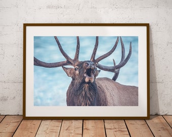 Bugling Bull Elk Photograph, Fine Art Print, Cottage Cabin Decor, Elk Wall Art, Canadian Wildlife Print, Elk Photography, Canvas & Metal