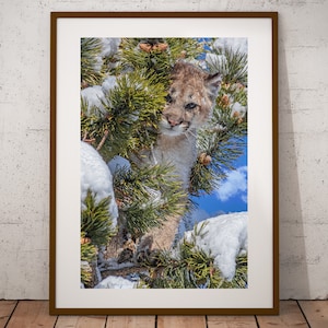 Mountain Lion Cougar Photograph, Fine Art Print, Cottage Cabin Decor, Wall Art, Canadian Wildlife Print, Nature Photography, Canvas & Metal