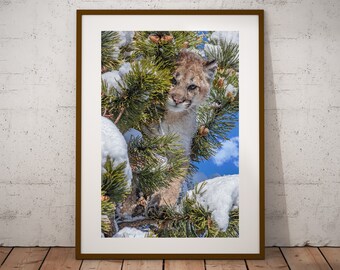 Mountain Lion Photograph: Canadian Wildlife Fine Art Print