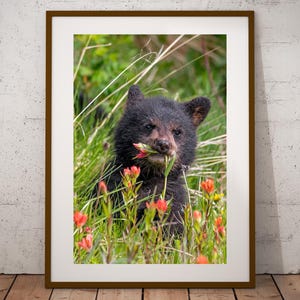 Bear Cub in Wildflowers Photograph, Fine Art Print, Cabin Decor, Bear Wall Art, Canadian Wildlife Print, Bear Photography, Canvas & Metal