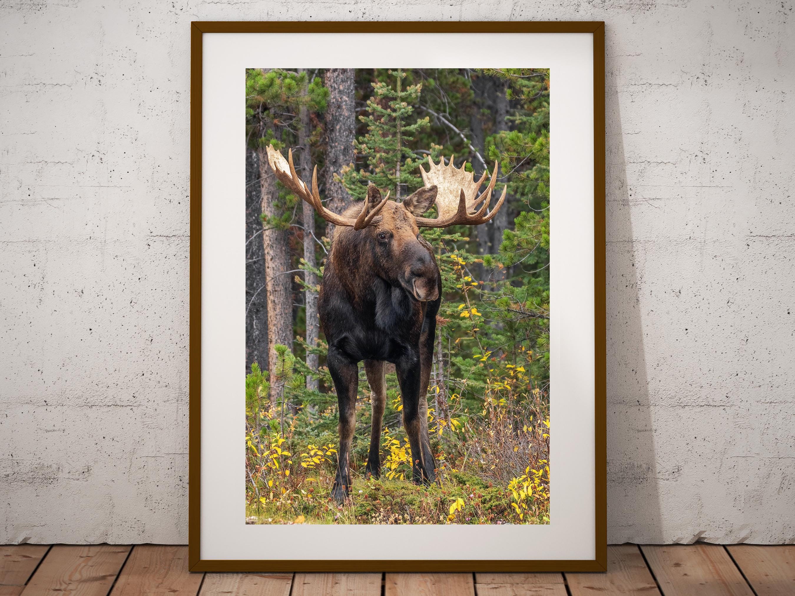 Bull Moose Photograph, Fine Art Print, Cottage Cabin Decor, Moose Wall Art, Canadian Wildlife Print, Moose Photography, Canvas & Metal