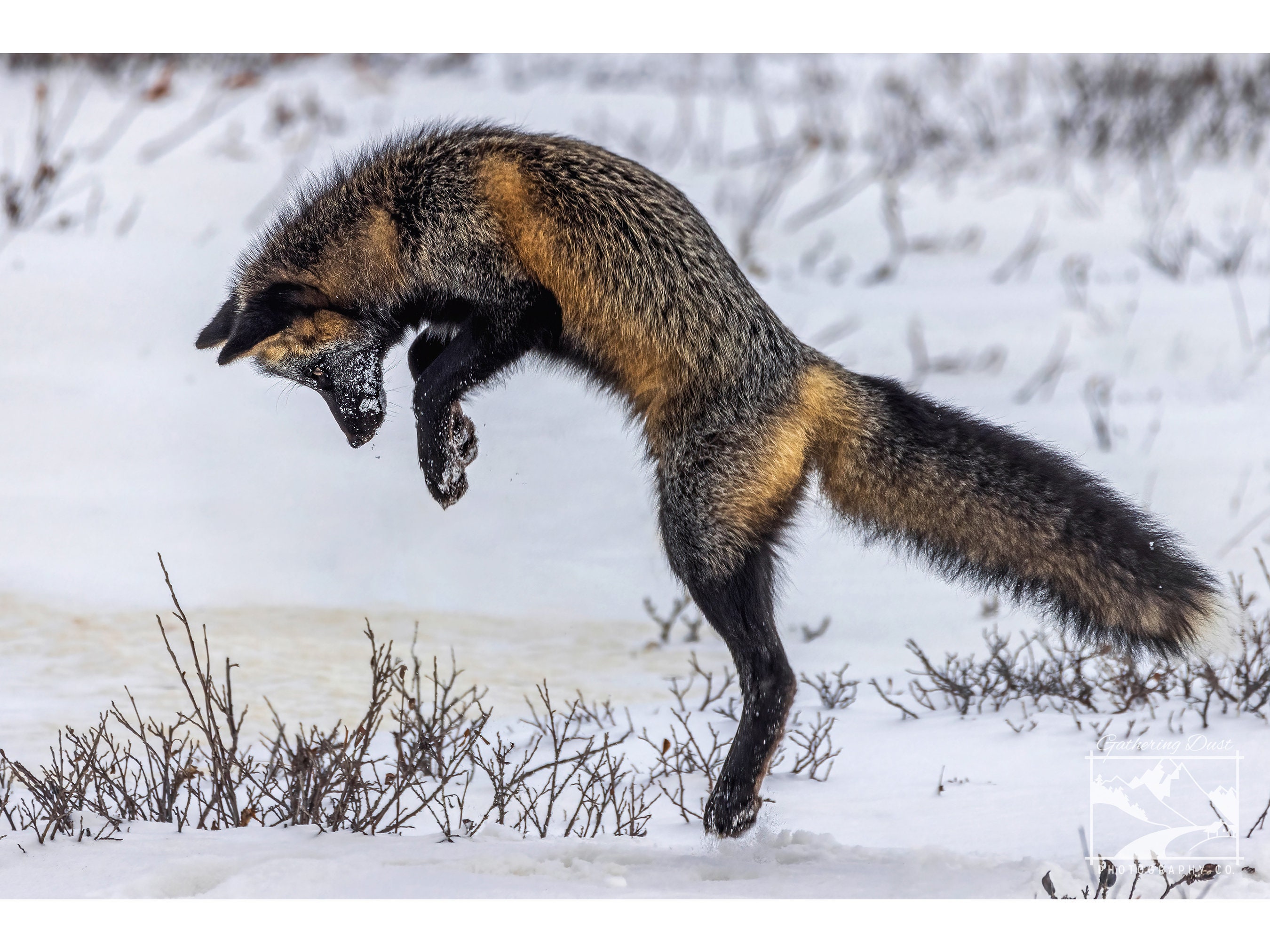 Pouncing Cross Fox Photograph: Canadian Wildlife Fine Art Print
