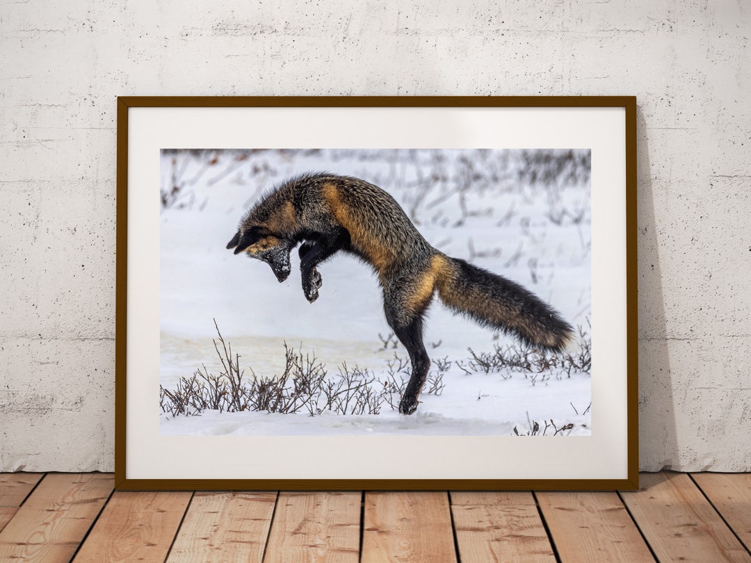 Pouncing Cross Fox Photograph: Canadian Wildlife Fine Art Print - Etsy