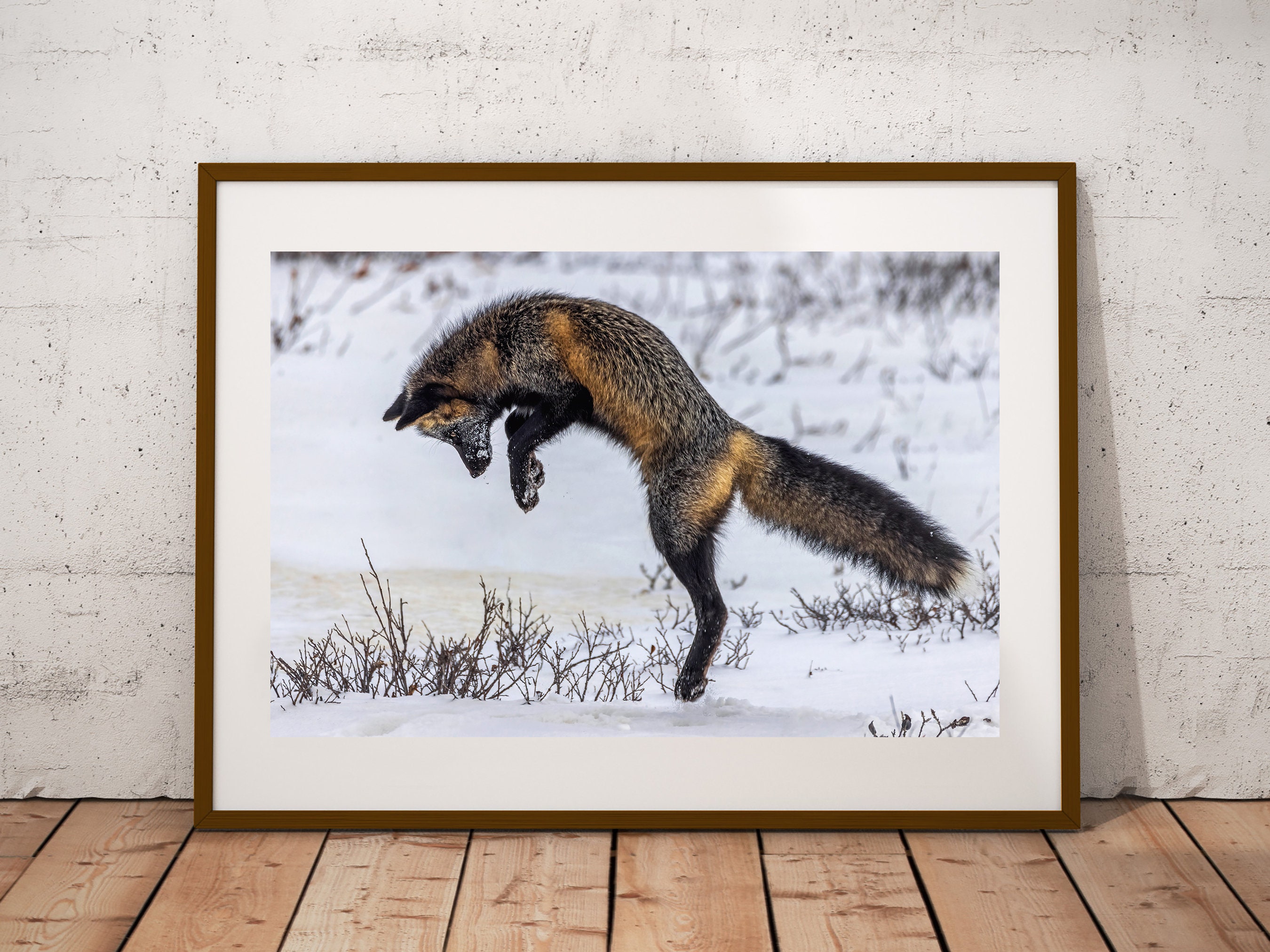 WTW カリフォルニア　アート写真×4 Pouncing Cross Fox Photograph: Canadian Wildlife Fine Art Print - Etsy