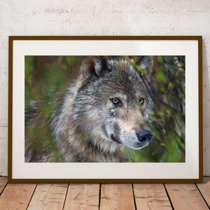 Grey Wolf Portrait Photograph, Fine Art Print, Cottage Cabin Decor, Wolf Wall Art, Canadian Wildlife Print, Wolf Photography, Canvas & Metal