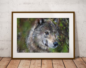 Grey Wolf Photograph, Fine Art Print, Cottage Cabin Decor, Wolf Wall Art, Canadian Wildlife Print, Nature Photography, Canvas & Metal