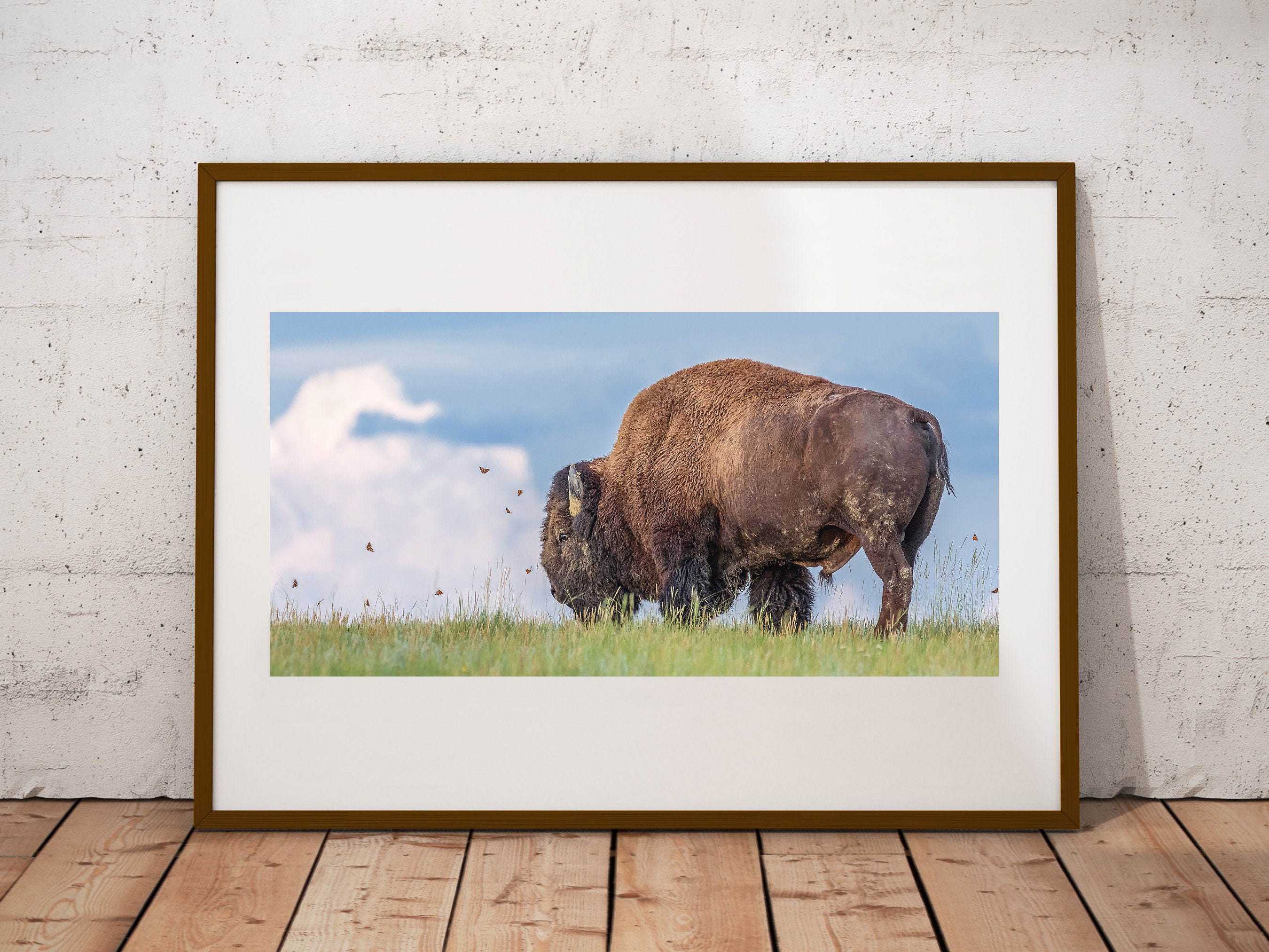 Plains Bison Photograph: Canadian Wildlife Fine Art Print