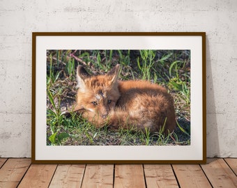 Sleeping Red Fox Photograph, Fine Art Print, Cottage Cabin Decor, Fox Wall Art, Canadian Wildlife Print, Nature Photography, Canvas & Metal