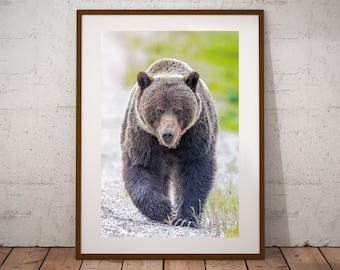 Grizzly Bear Photograph, Fine Art Print, Cottage Cabin Decor, Bear Wall Art, Canadian Wildlife Print, Nature Photography, Canvas & Metal