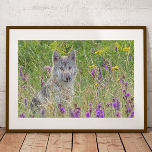 Wolf in Wildflowers Photograph, Fine Art Print, Cottage Decor, Wolf Wall Art, Canadian Wildlife Print, Wolf Photography, Canvas & Metal