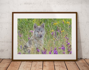 Wolf Wildflowers Photograph, Fine Art Print, Cottage Cabin Decor, Wolf Wall Art, Canadian Wildlife Print, Nature Photography, Canvas & Metal