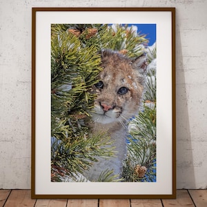 Mountain Lion Cougar Photograph, Fine Art Print, Cottage Cabin Decor, Wall Art, Canadian Wildlife Print, Nature Photography, Canvas & Metal