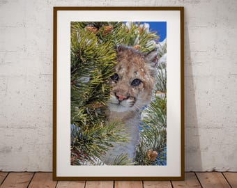Cougar Cub Photograph: Canadian Wildlife Fine Art Print