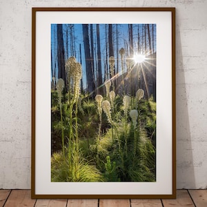 Forest Wildflower Photograph, Waterton Lakes Alberta, Fine Art Print, Cottage Cabin Decor, Wildflower Art, Landscape Print, Canvas & Metal