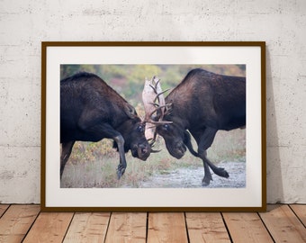 Bull Moose Rut Photograph, Fine Art Print, Cottage Cabin Decor, Moose Wall Art, Canadian Wildlife Print, Moose Photography, Canvas & Metal