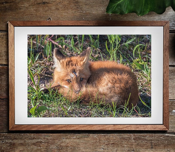 Sleeping Red Fox Kit Fox Photo Canadian Wildlife Print Fox Etsy