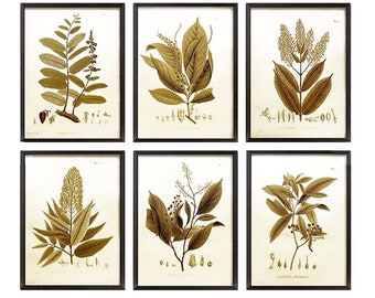 Vintage sepia botanische prints, set van 6, decoratie voor thuiskantoor