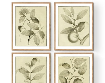 Vintage botanische prints, set van 4, gravurestijl kunst